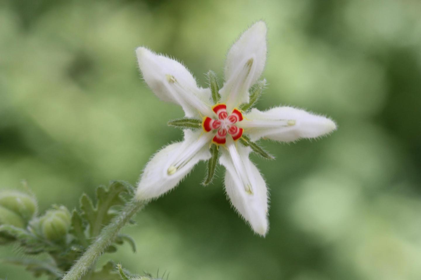 The Colorful Flower