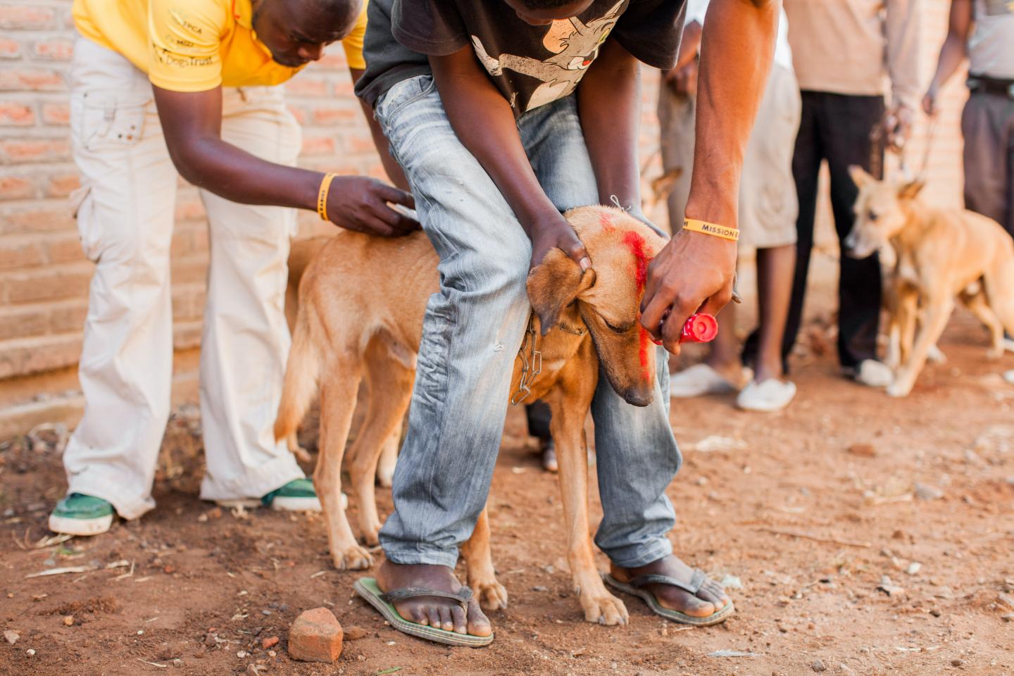 A dog is vaccinated at a static point vaccination clinic in Blantyre, Malawi