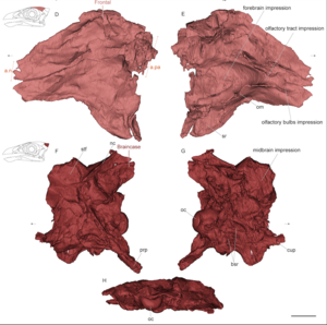 Brain reconstruction