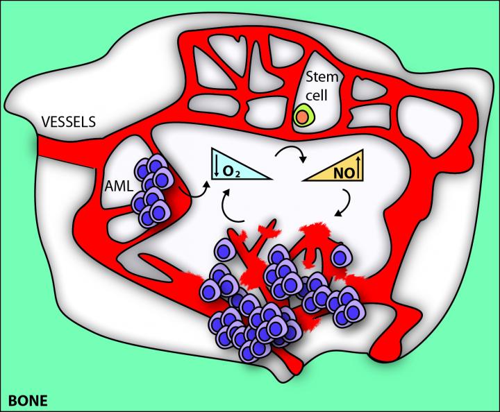 Chemoboosting drug discovered for leukemia EurekAlert!