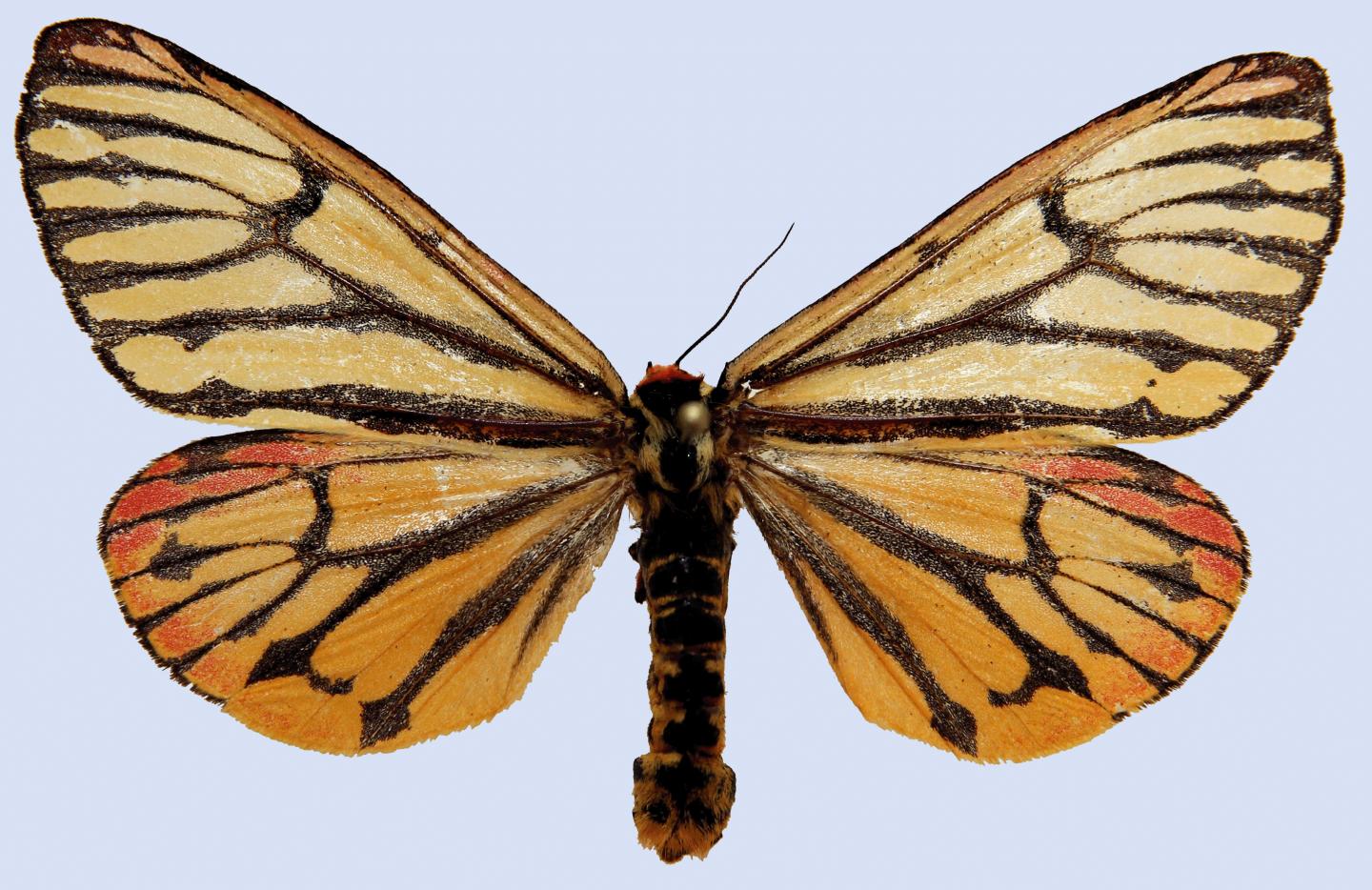 Menetries' Tiger Moth