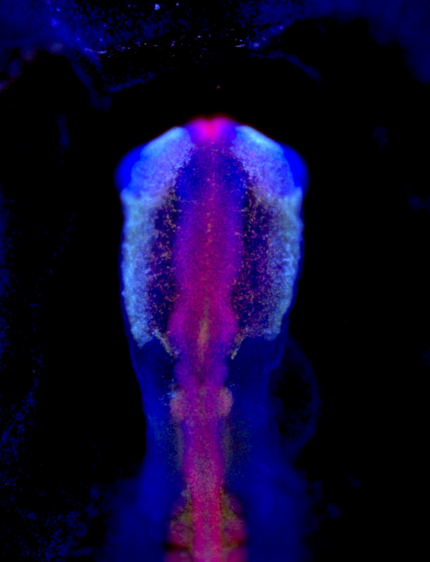 Repurposing Neural Crest Cells 5 Of 6 EurekAlert 