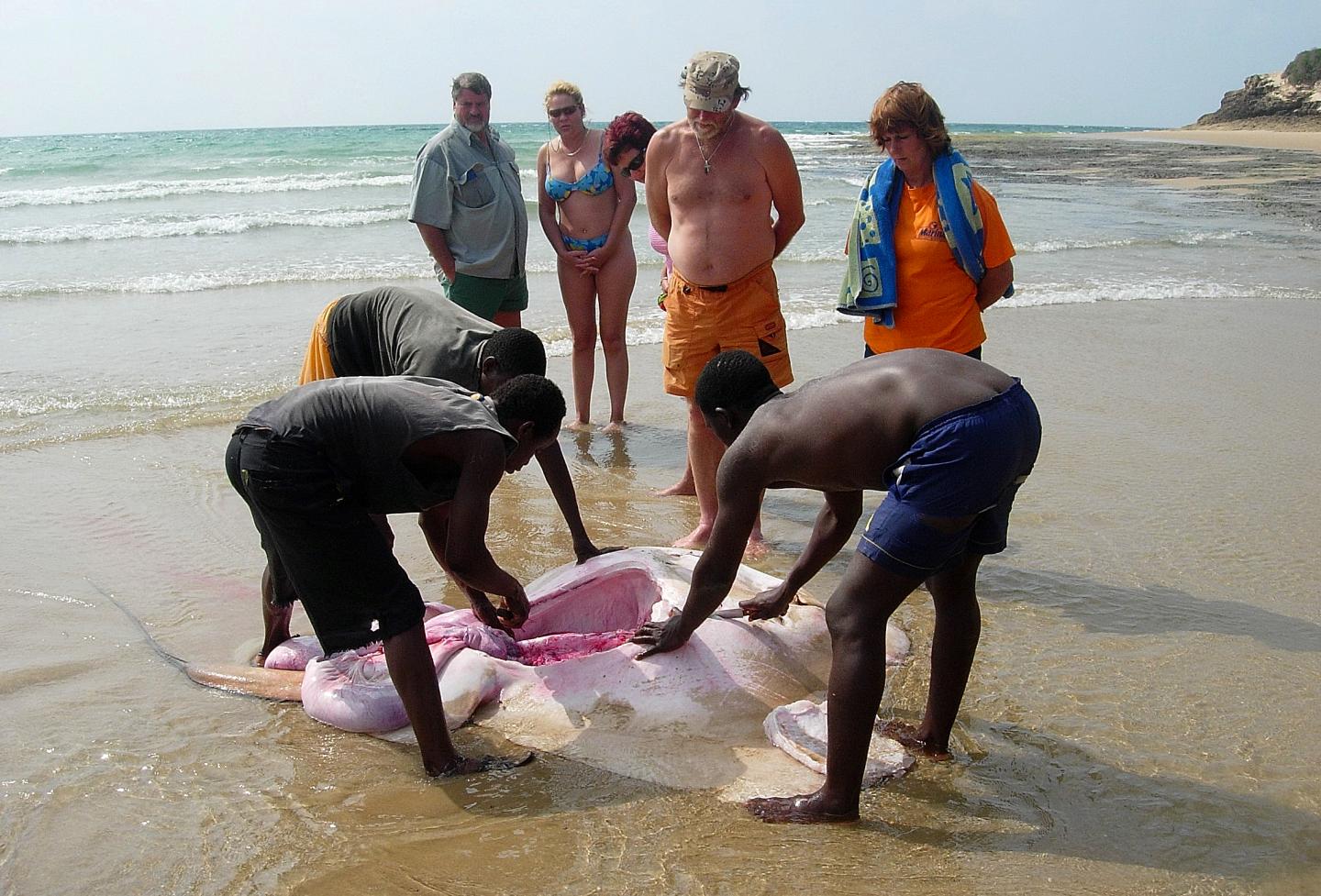 Fishermen with Smalleye Stingray