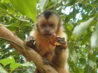 Juvenile Capuchin Monkey Consuming Cassava