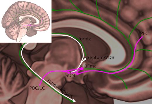 SuM Nucleus in Human Brain