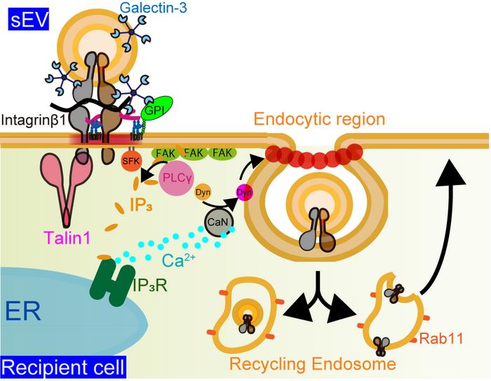 Paracrine adhesion signaling of small extracellular vesicles to recipient cells