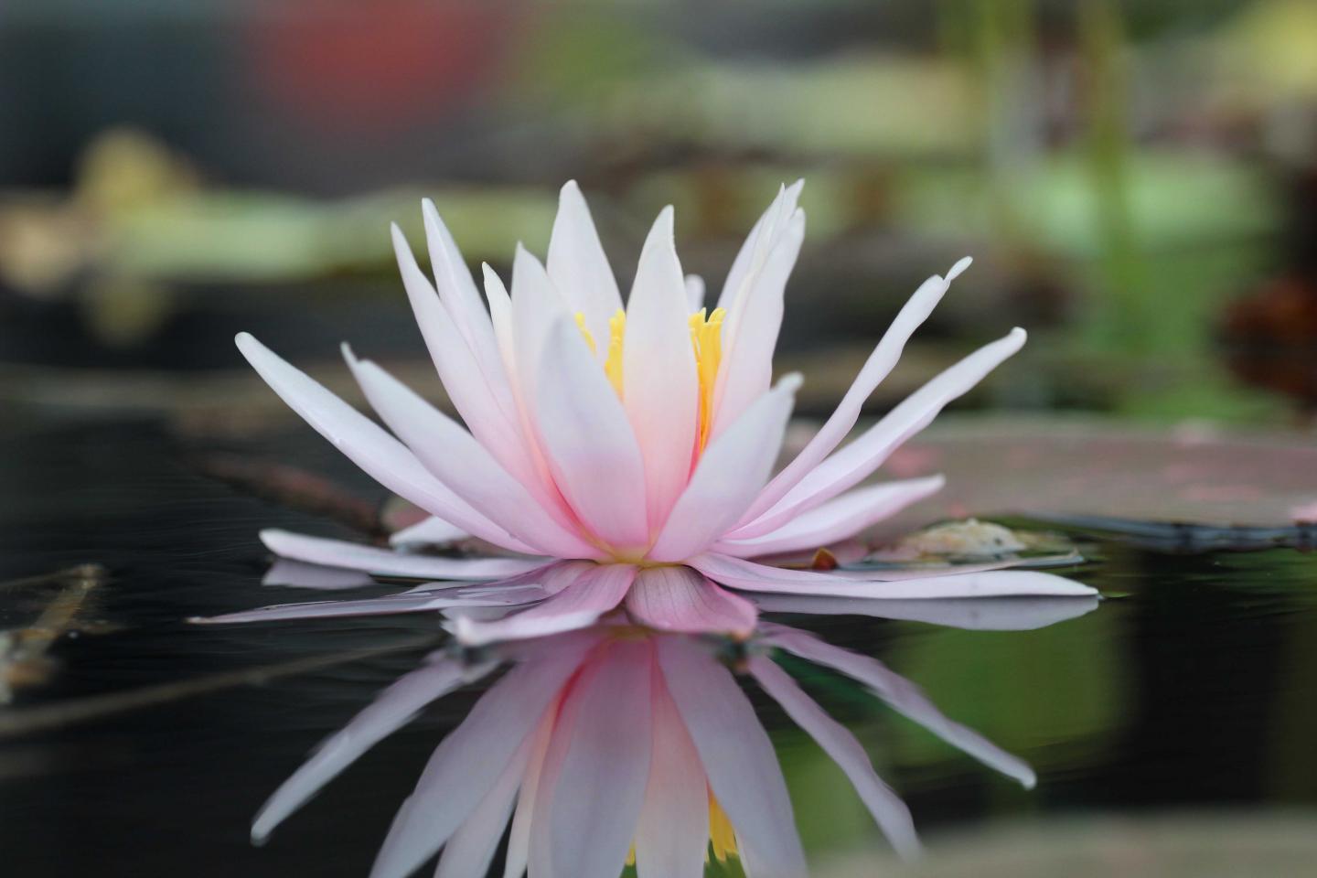 Water Lily in the UT Gardens, Knoxville