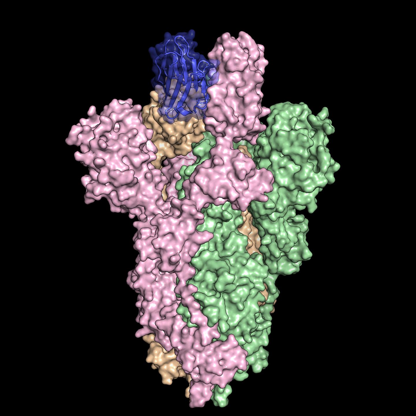 Antibody Bound to the Spike Protein from SARS-CoV-2