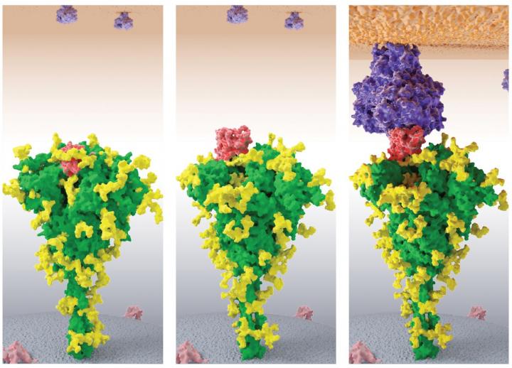 Model of COVID-19 Infecting the Human Cell