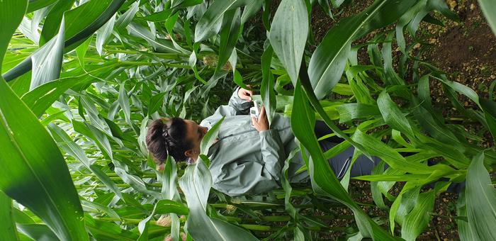 Chlorophyll measurement