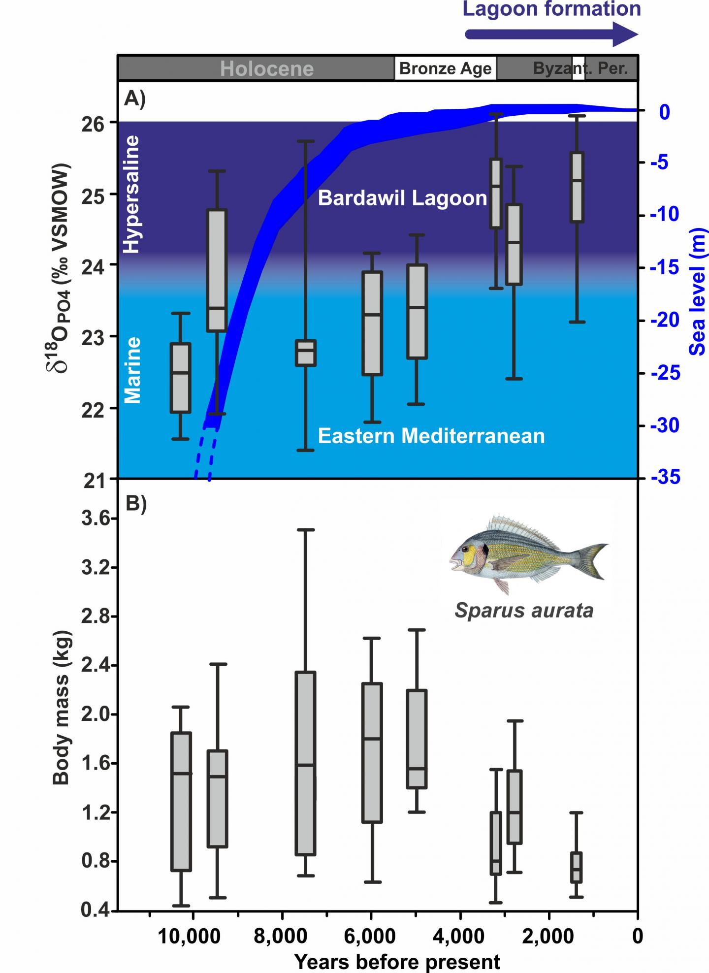 Gilthead Sea Bream 02