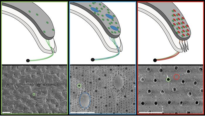 Chiton Sensory