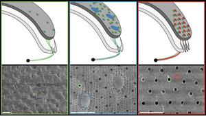 Chiton Sensory