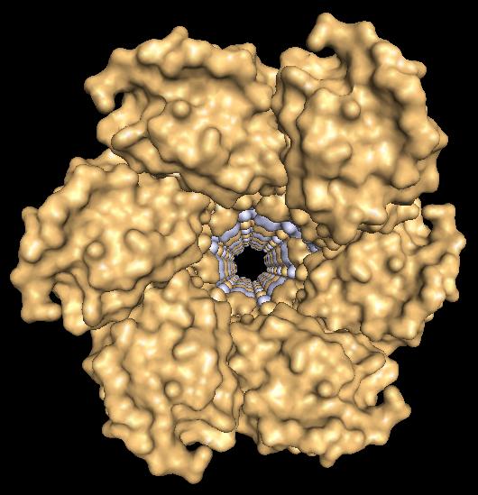 Fertilization Discovery: Do Sperm Wield Tiny Harpoons? (1 of 2)