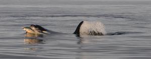 Orca hunting salmon 1