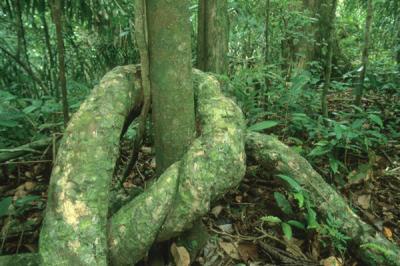 Tropical Forest Tree