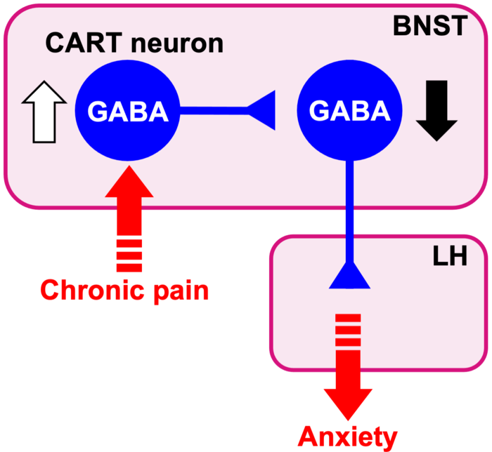 Neuronal circuit involved in chronic pain-induced maladaptive anxiet