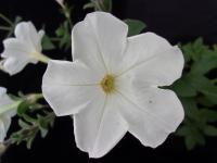 F0198 White Petunia