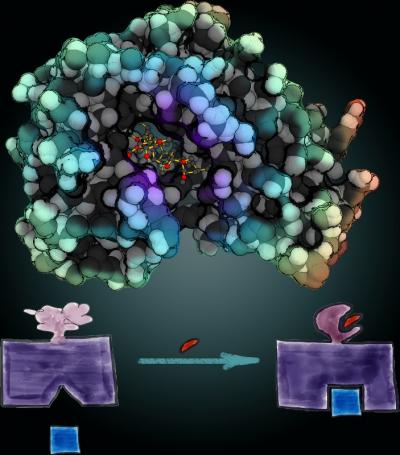 UNC Researchers Engineer 'Protein Switch' to Dissect Role of Cancer's Key Players