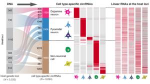 Brigham Researchers Uncover ‘Circular Logic’ of RNAs in Parkinson’s Disease