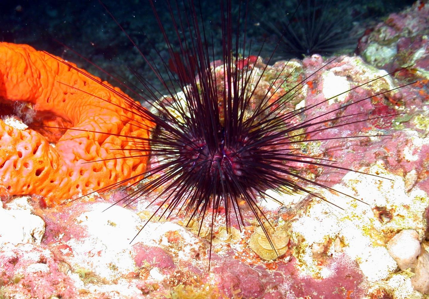 Sea Urchin