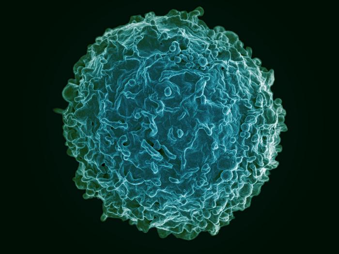 B cell [IMAGE] | EurekAlert! Science News Releases