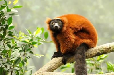 Red Ruffed Lemur