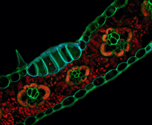 Zea mays sample prepared using a formaldehyde fixation and confocal imaging technique