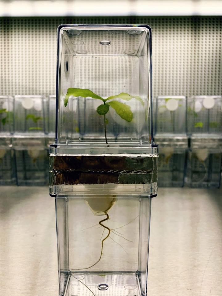 Oak seedling