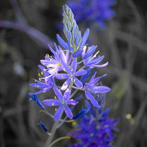 Camas flowers