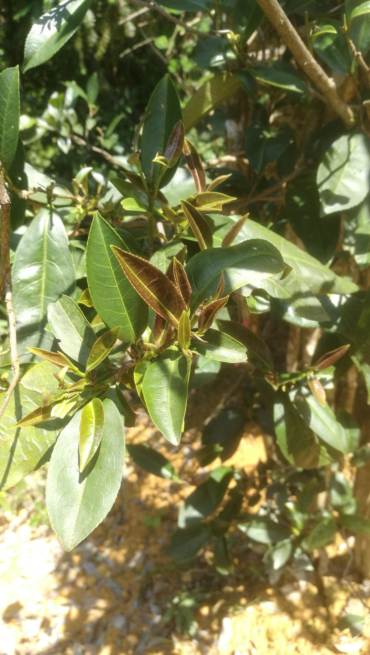 A Newly Discovered, Naturally Low-Caffeine Tea Plant