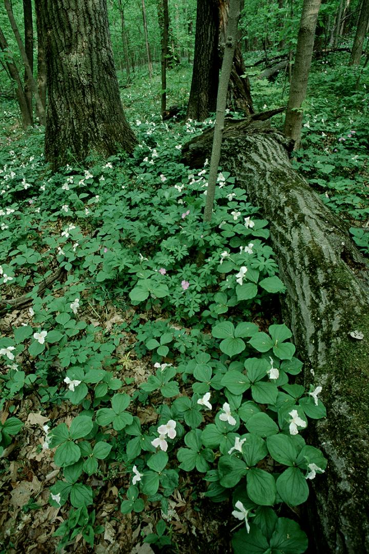 Geranium on forest floor