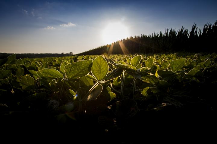 Soybean Field