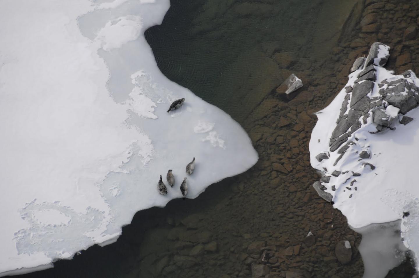 Lake Seals on Ice