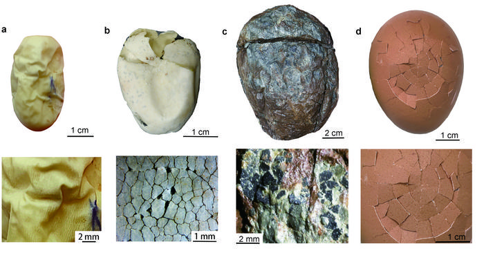 Comparison of fossil eggs (c) with existing soft-shelled, leathery, and hard-shelled eggs