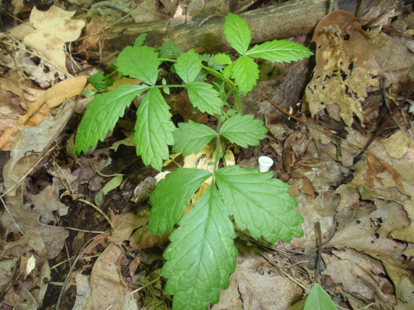 Woodland Agrimony at a Field Site in Upstate New York