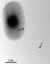 Cell of the Magnetotactic Bacterium BW-1