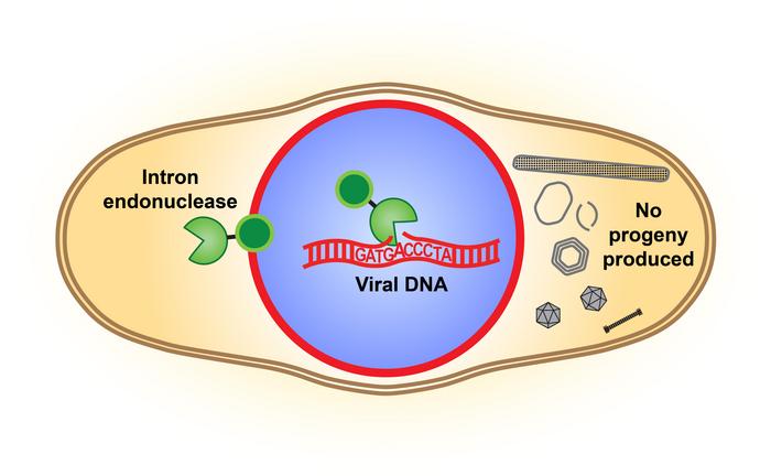 Intron endonuclease