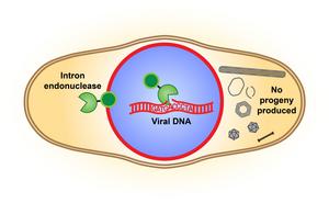 Intron endonuclease