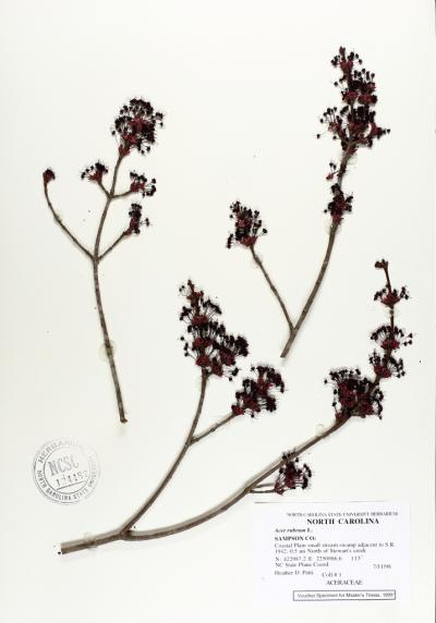 Red Maple Museum Specimen