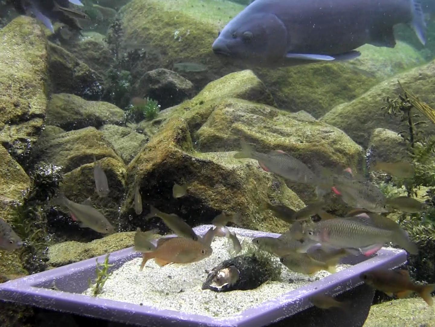 Excessive crowding of native and invasive bitterling fishes of a mussel