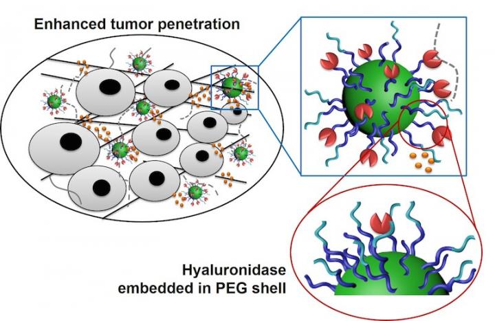 Tumor Penetration