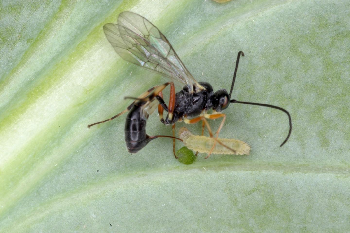Example of biological control