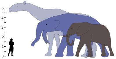 Mammal Size after Dinosaur Extinction