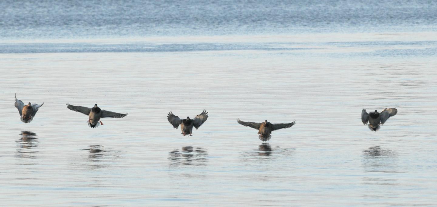 Mallard Is One of the Species [IMAGE] EurekAlert! Science News Releases