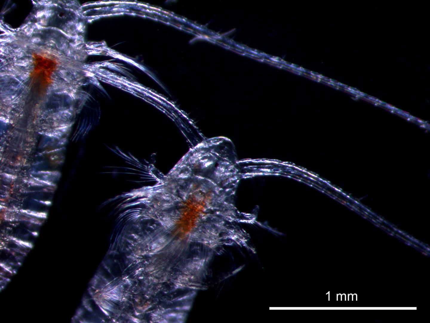 The Cannalus Copepod