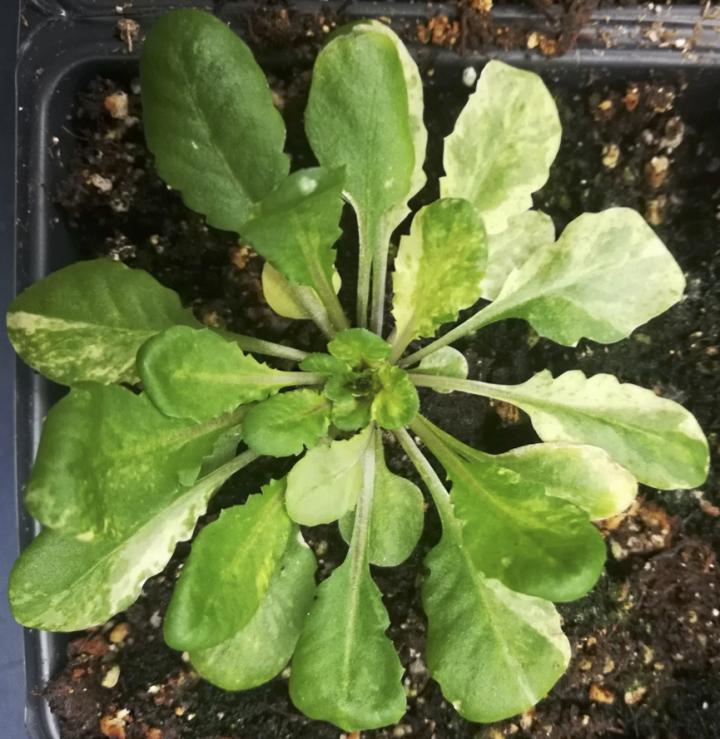 Arabidopsis without MSH1