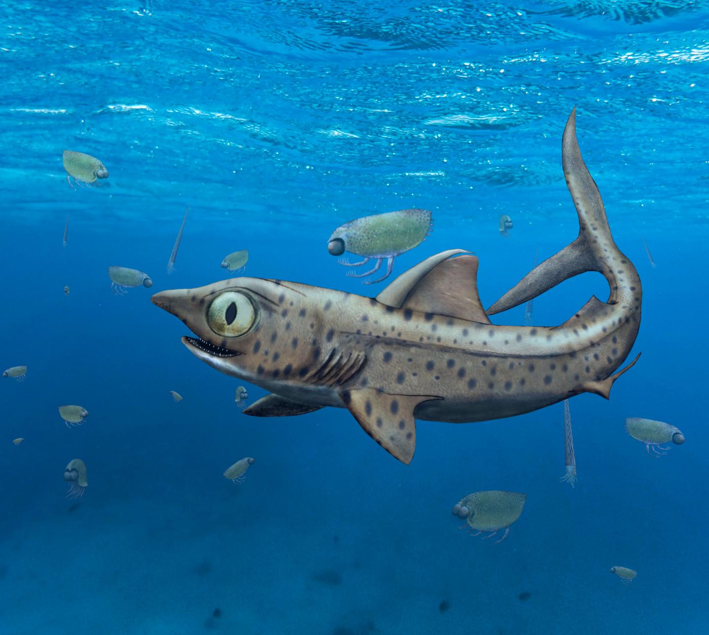 Illustration of a prehistoric shark