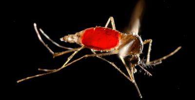 Yellow Fever Mosquito