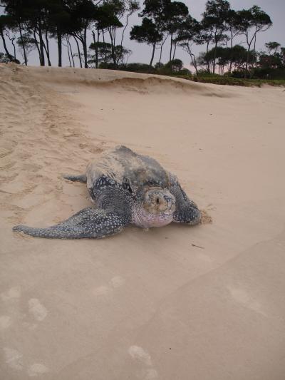 Leatherback Turtle